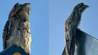 Viral: Sorprende aparición de un pájaro estaca en la carretera Mérida-Progreso