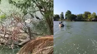 Contaminan el Río Palizada con desechos de ganado muerto 