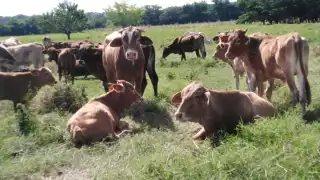 Reapertura de fronteras para el paso de ganado a Estados Unidos deja "esperanza" a ganaderos de Campeche  