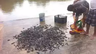 Creciente del río Palizada impulsa la captura de topota y otras especies