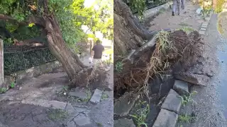 Retirarán roble inclinado en la avenida Pérez Ponce de Mérida ante riesgo de caída 
