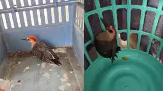 Rescatan a pájaro carpintero herido en Campeche tras ataque de gato