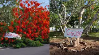 Autoridades y  residentes de Mérida se unen para salvar  a un árbol de Flamboyán   