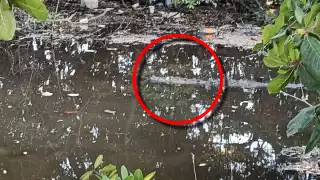 "Se están quedando sin hogar": Aumenta el avistamiento de cocodrilos en Progreso 