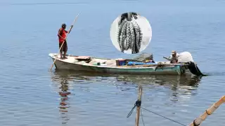   Depredación y falta de vigilancia causan desaparición del pulpo en Campeche