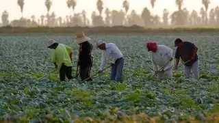 Trump definirá pronto si migrantes agrícolas y de construcción quedarán exentos de deportaciones