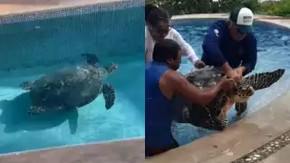 Tortuga marina es rescatada en Telchac Puerto luego de caer en una piscina    