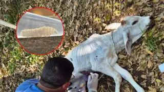 Erradicar el gusano barrenador podría tomar años, pese a nueva planta, alertan ganaderos en Carmen