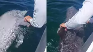 Hallan delfín muerto cerca del puerto de Progreso 