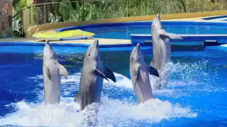    Ley Mincho: Por qué le llaman así a la reforma que prohíbe shows con delfines y qué propone Campeche ahora  