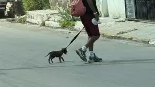 Otro caso de crueldad animal en Campeche: Denuncian a hombre por jalar a un perrito con su correa