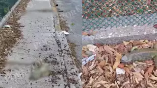 Fragmentación urbana pone en riesgo a especies silvestres en Ciudad del Carmen