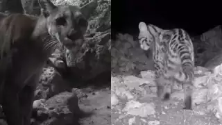   Video: Pumas, ocelotes y tigrillos son captados en cenotes vírgenes de Playa del Carmen  
