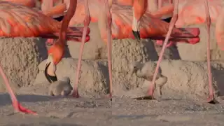 Yucatán: madre flamenco lleva a su cría a la guardería en zona de anidación  