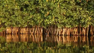 Surge presión mediática para frenar construcción en Mahahual