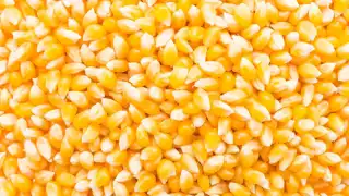 Gobierno mexicano celebra cierre del caso Monsanto en materia de soberanía alimentaria