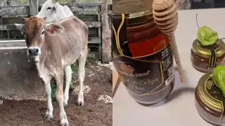 Gobierno de Yucatán fortalece la apicultura y la ganadería con proyectos estratégicos   