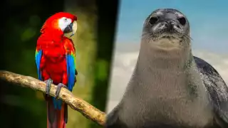 Especies extintas en Campeche y la Península de Yucatán que podrían regresar con la tecnología CRISPR