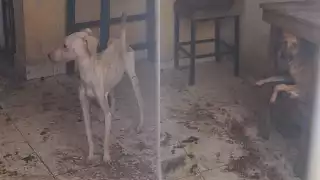 Rescatan perros abandonados en Ciudad Caucel, Mérida; FGE y SSP investigan el caso