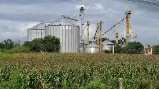 Productores de Hecelchakán sin precio para el maíz; temen caer en manos de ‘coyotes’