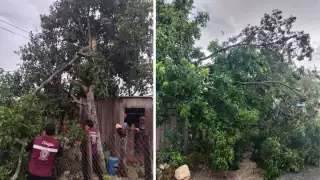 Fuertes vientos y lluvia derriban árbol en la colonia Miguel Hidalgo y Costilla, en Escárcega
