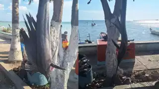 Capturan un marlín de 45 kilos en Seybaplaya, especie poco común en aguas del Golfo de México