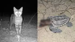 Gatos domésticos amenazan la supervivencia de crías de tortuga marina en Yucatán 
