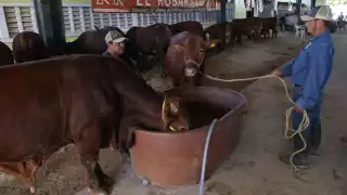 Estados Unidos se niega a reabrir la frontera al ganado mexicano por brote del gusano barrenador