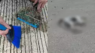 Denuncian nuevo envenenamiento de perros y gatos en Gran San Pedro Cholul, Mérida