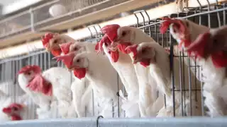 México suspende importación de productos avícolas desde Brasil por brote de gripe aviar H5N1