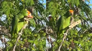 Video: Loro causa sensación al ser captado comiendo semillas en un árbol de Mérida
