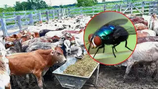  "Puede viajar 15 km para infectar": Lo que debes saber sobre la mosca del gusano barrenador en Campeche