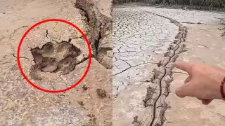   "Se ve que arrastró a una presa": Captan evidencia del ataque de un jaguar a un cocodrilo en Yucatán   