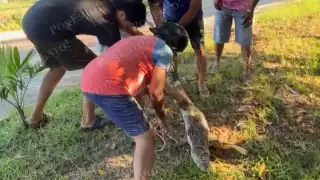 Vecinos de Ciudad del Carmen capturan y liberan a lagarto que salió de su hábitat