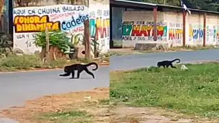 Captan en Champotón a un mono saraguato buscando agua por el calor extremo