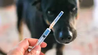 Protege a tu mascota: Campaña antirrábica en Campeche este miércoles