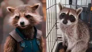 Rocket yucateco: Rescatan a un mapache dentro de una casa en Kanasín