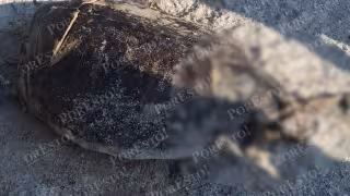 Hallan tortuga Chelonia mydas muerta en Carmen; carroñeros aprovecharon el cuerpo