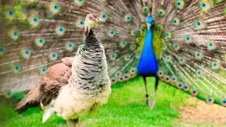 El pavo real de Campeche; así es como “enamora” a su pareja para reproducirse