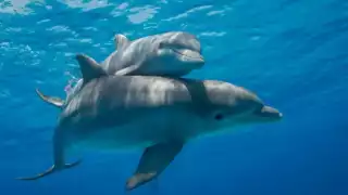 La magia de los delfines en Isla Arena, Campeche