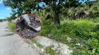 Indignación en Champotón: Hallan restos de gato en terreno baldío; sospechan acto de ritual o maldad