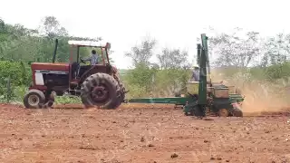 Productores de Hopelchén siembran sorgo tras la soya para aprovechar nutrientes y reducir costos