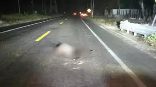 Tortuga carey es atropellada en Ciudad del Carmen durante su intento de desove