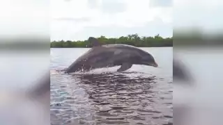   Delfín hallado sin vida en Sabancuy no es el habitante conocido del estero  