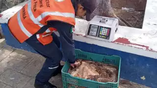 Autoridades militares retienen pepino de mar tras operativo sorpresa en Progreso