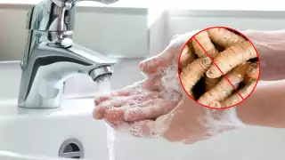 Día Mundial de la Higiene: Emiten recomendaciones en Campeche contra gusano barrenador en humanos