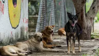 7 de cada 10 perros callejeros tienen dueño; piden a Alcaldías de Campeche aplicar control animal