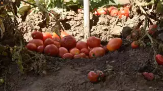 Tras arancel al jitomate mexicano, la CNA alerta alza de precios y riesgo a la seguridad alimentaria