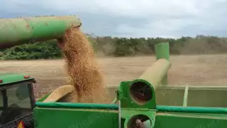 Productores de Hopelchén cosechan soya sin apoyo en silos; esperan alza en precio