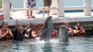 Senado aprueba reforma que prohíbe espectáculos con delfines y lobos marinos. Sólo se permitirán para conservación e investigación